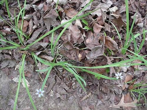 nature, blue-eyed grass, Sisyrinchium, mucronatum