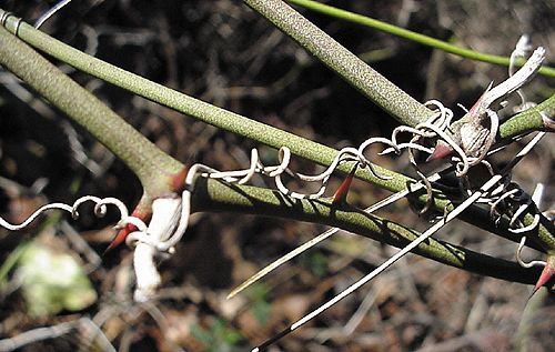 Greenbrier, Smilax spp., tendrils