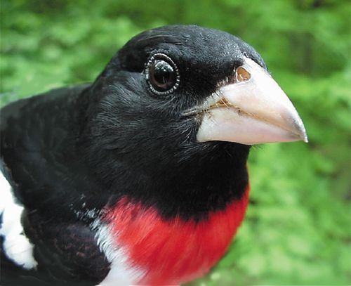 Rose-breasted Grosbeak, Pheucticus ludovicianus, adult male