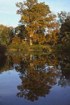 Hilton Pond and White Oak, Quercus alba