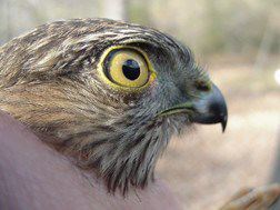 sharp-shinned hawk (head)