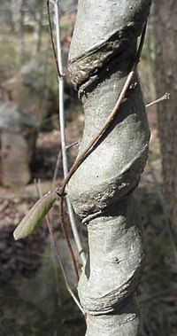 Japanese Honeysuckle, Lonicera japonica, choking a tree