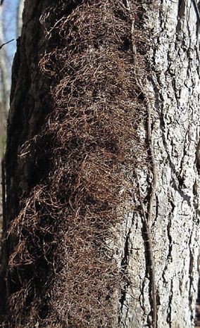 Poison Ivy, Rhus radicans, adventitious roots