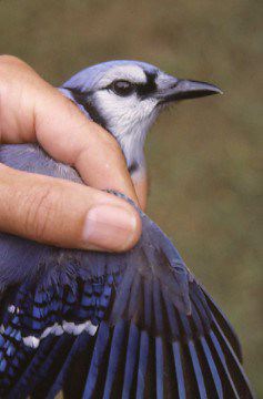 Blue Jay - Cyanocitta cristata - NatureWorks