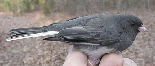 Dark-eyed Junco