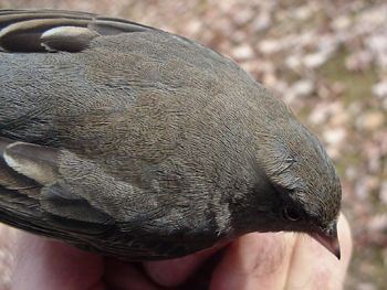 Dark-eyed Junco