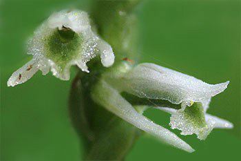 Slender Ladies' Tresses, Spiranthes gracilis