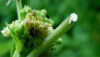 Sap of Swamp Milkweed (Ascelpias incarnata)
