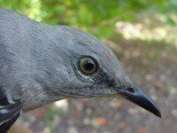 Northern Mockingbird, juvenile