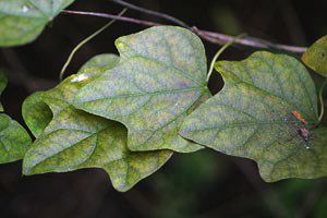 Carolina Moonseed, Cocculus carolinus, leaves