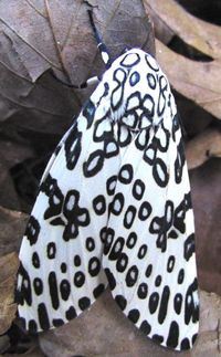 Giant Leopard Moth, Ecpantheria scribonia