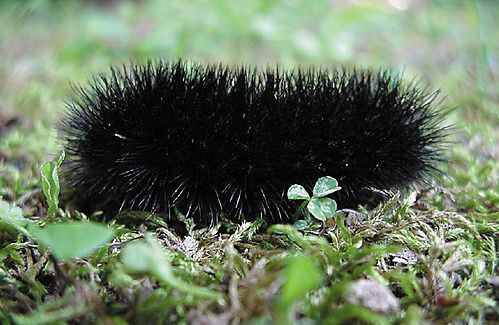 Caterpillar of Giant Leopard Moth, Ecpantheria scribonia