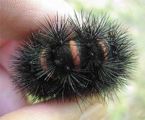 Caterpillar of Giant Leopard Moth, Ecpantheria scribonia