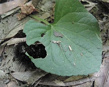 Caterpillar of Giant Leopard Moth, Ecpantheria scribonia