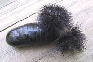 Giant Leopard Moth, Ecpantheria scribonia, pupa with old exoskeleton