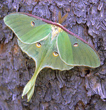 Luna Moth, Actias luna