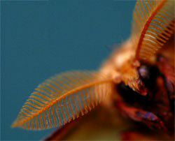 Luna Moth, Actias luna, antennae