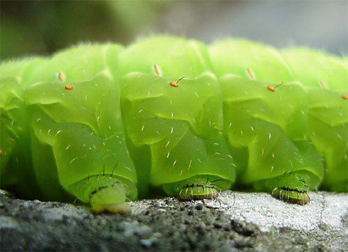 Luna Moth, Actias luna, caterpillar