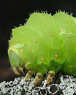 Luna Moth, Actias luna, caterpillar