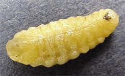 Organpipe Mud Dauber Wasp, larva
