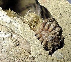 Organpipe Mud Dauber Wasp, fungus on spider