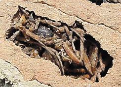 Organpipe Mud Dauber Wasp, paralyzed spiders