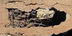 Organpipe Mud Dauber Wasp, kleptoparasites