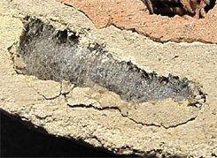 Organpipe Mud Dauber Wasp, pupa