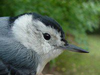 White-breasted Nuthatch