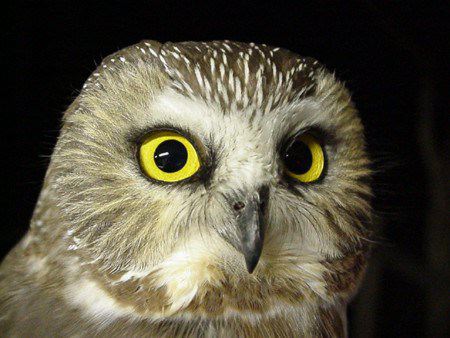 Northern Saw-whet Owl, Aegolius acadicus