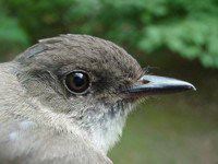 Eastern Phoebe