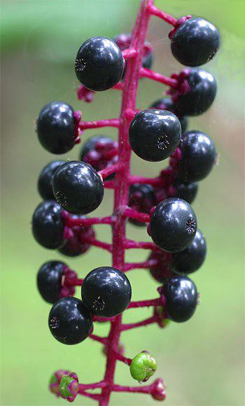 Pokeweed, Phytolacca americana, berries