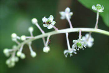 Pokeweed, Phytolacca americana, flowers