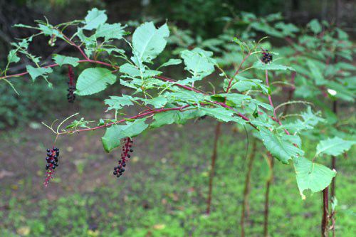 Pokeweed, Phytolacca americana, mature plant