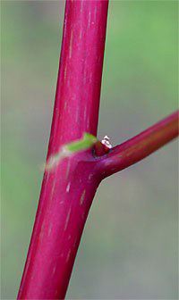 Pokeweed, Phytolacca americana, stem