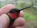 Ruby-throated Hummingbird male