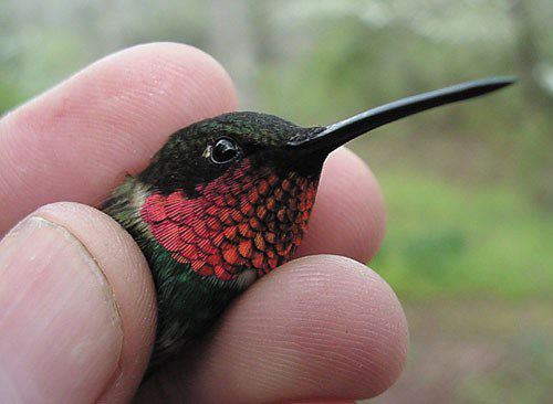 Ruby-throated Hummingbird, Archilochus colubris, adult male