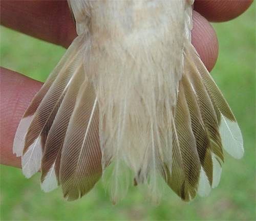 Tail of leucistic female Ruby-throated Hummingbird