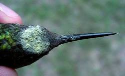 Ruby-thraoted Hummingbird with pollen on head