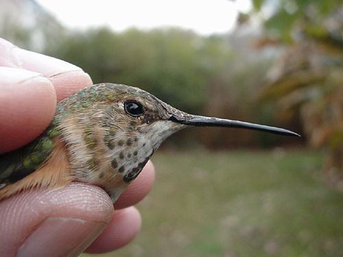 Rufous Hummingbird, Selasphorus rufus, adult female