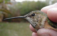 Rufous Hummingbird, Selasphorus rufus, adult female