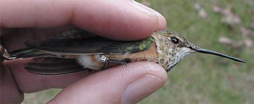 Rufous Hummingbird, Selasphorus rufus, adult female