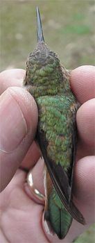 Rufous Hummingbird, Selasphorus rufus, adult female