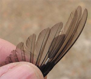 Rufous Hummingbird, Selasphorus rufus, adult female