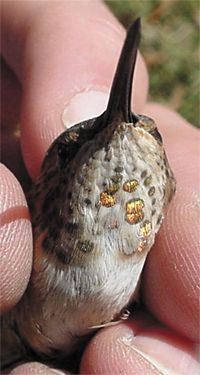 Rufous Hummingbird, Selasphorus rufus,adult female
