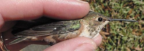 Rufous Hummingbird, Selasphorus rufus,adult female