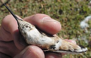 Rufous Hummingbird, Selasphorus rufus,adult female