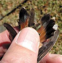 Rufous Hummingbird, Selasphorus rufus,adult female