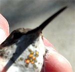 Rufous Hummingbird, Selasphorus rufus,adult female