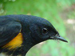 American redstart, adult male